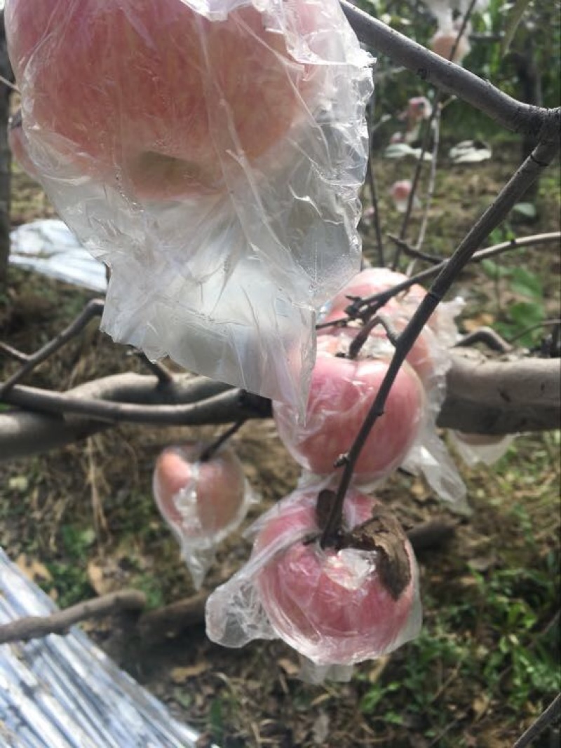 红富士苹果70mm以上纸+膜袋规格齐全，欢迎采购