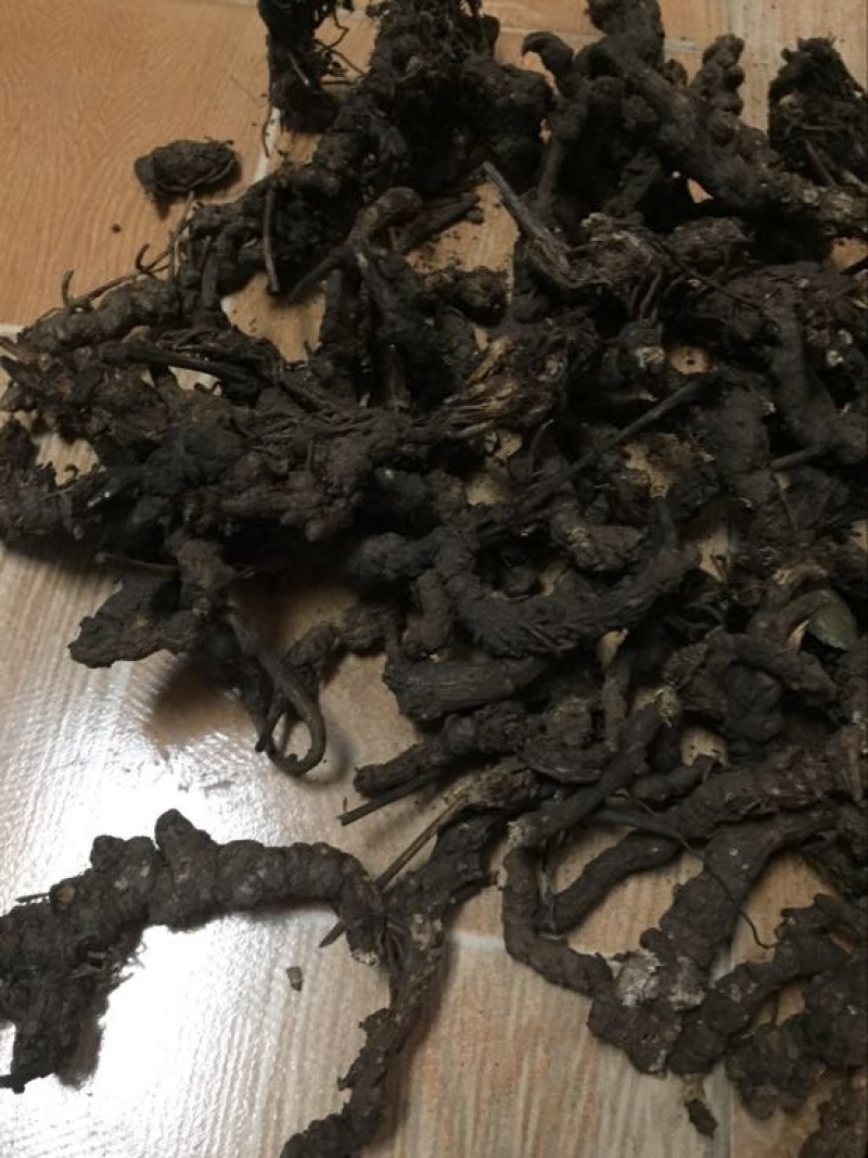苍术