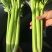 文图拉优质西芹，，，一级货