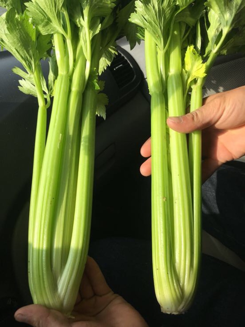 文图拉优质西芹，，，一级货