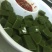 豆腐树苗80~100cm