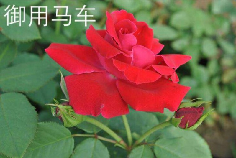 品种月季50~60cm月季树，3公分树状月季，月季树批