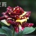 品种月季50~60cm月季树，3公分树状月季，月季树批