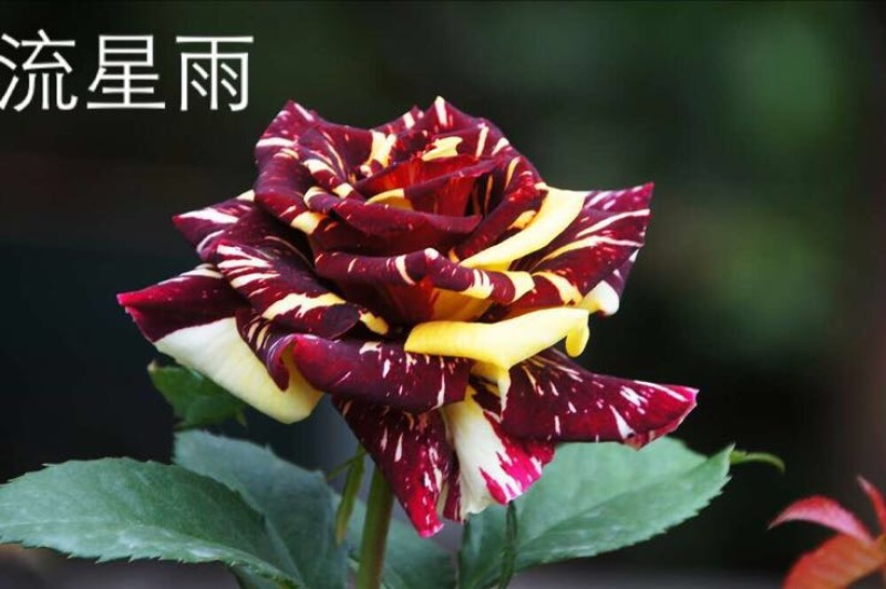 品种月季50~60cm月季树，3公分树状月季，月季树批