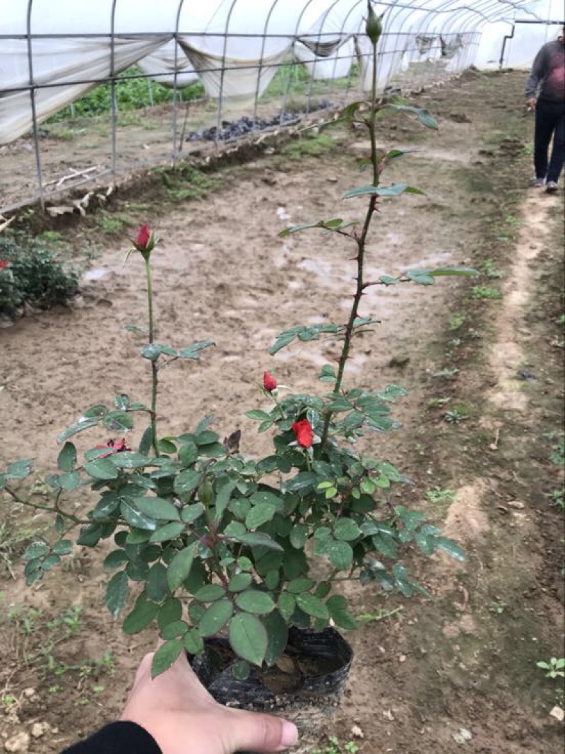微型月季20~30cm月季树，3公分树状月季，月季树批