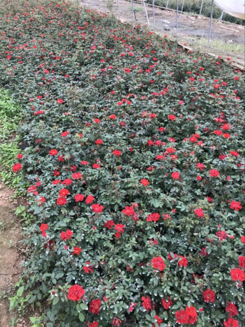 微型月季20~30cm月季树，3公分树状月季，月季树批