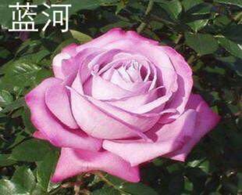 大花月季50~60cm月季树，3公分树状月季，月季树批