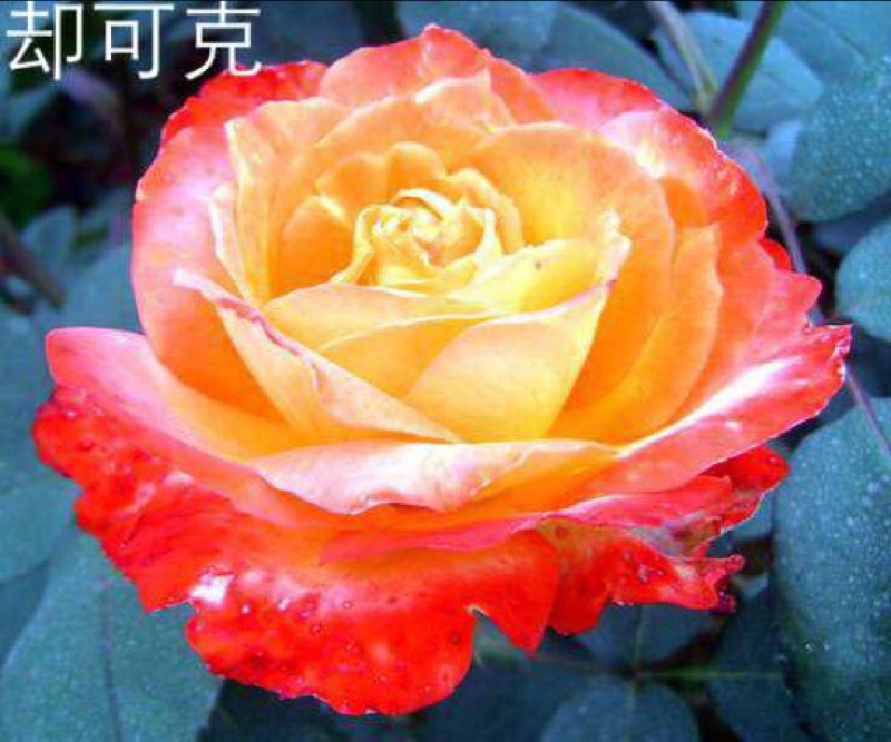 大花月季50~60cm月季树，3公分树状月季，月季树批