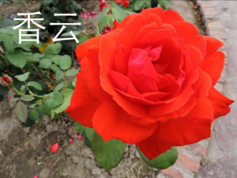 大花月季50~60cm月季树，3公分树状月季，月季树批