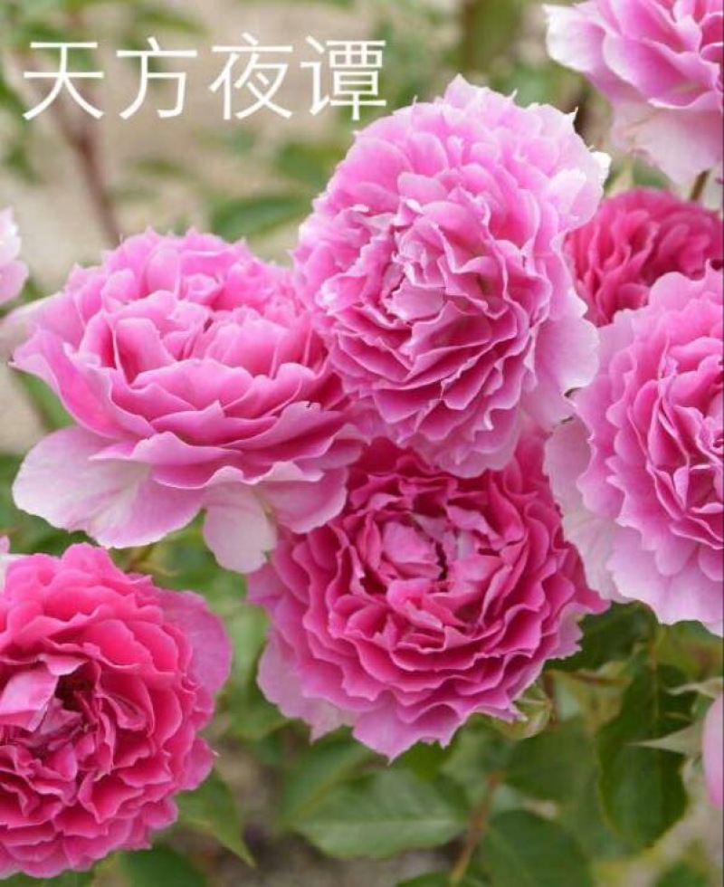 欧洲月季40~50cm月季树，3公分树状月季，月季树批