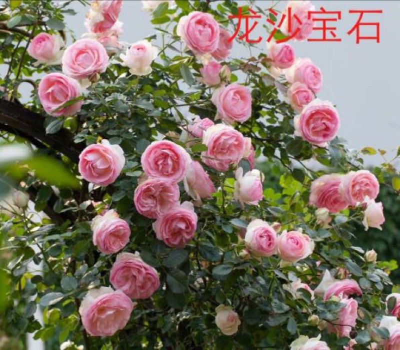 欧洲月季40~50cm月季树，3公分树状月季，月季树批