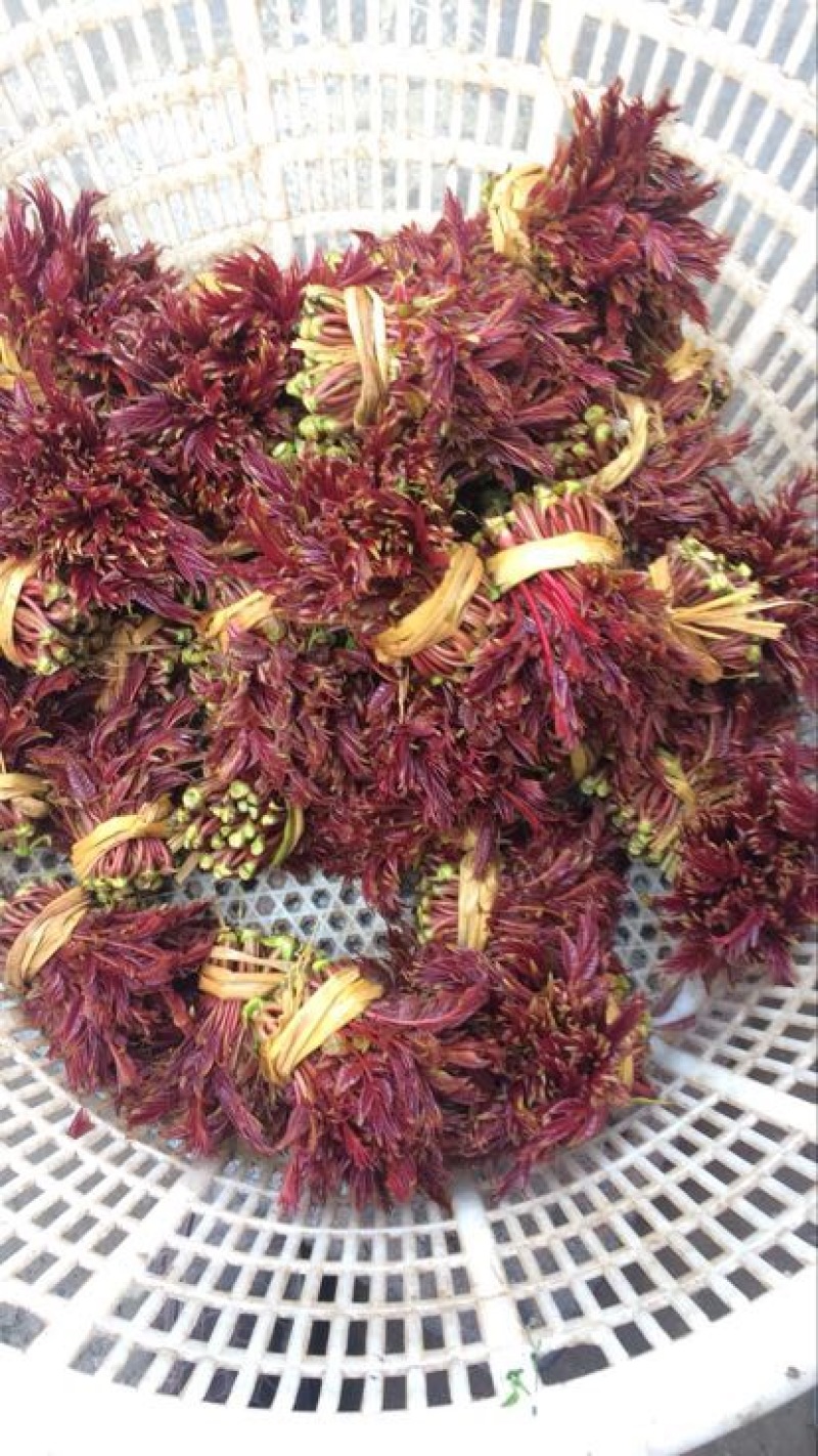 四川香椿芽红油香椿芽价格优惠大量供货欢迎咨询