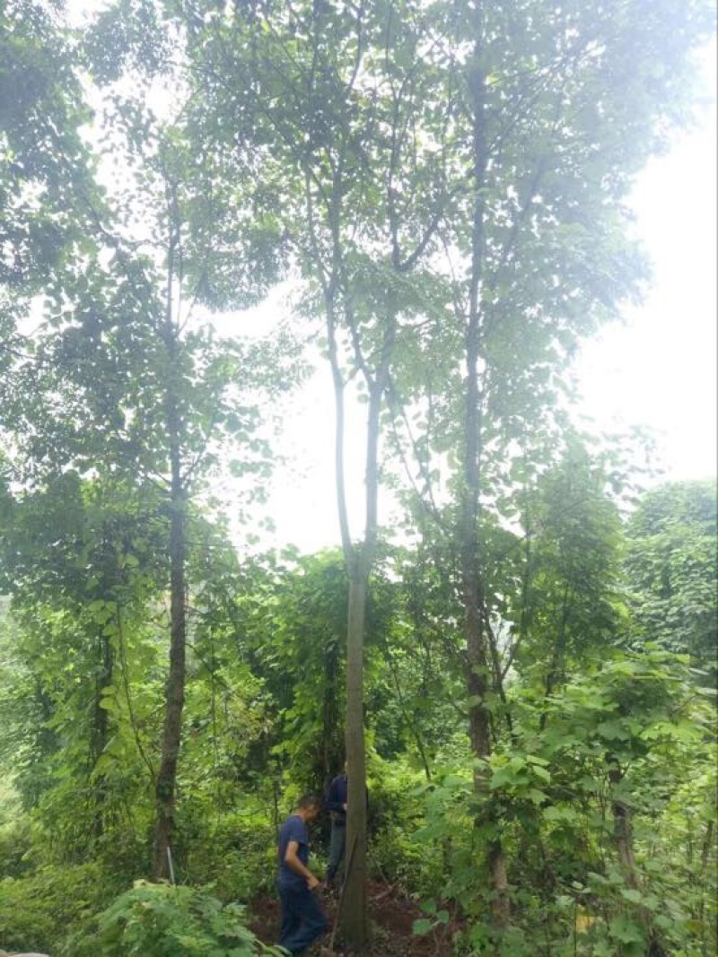 栾树12~14cm8~10cm4米以上