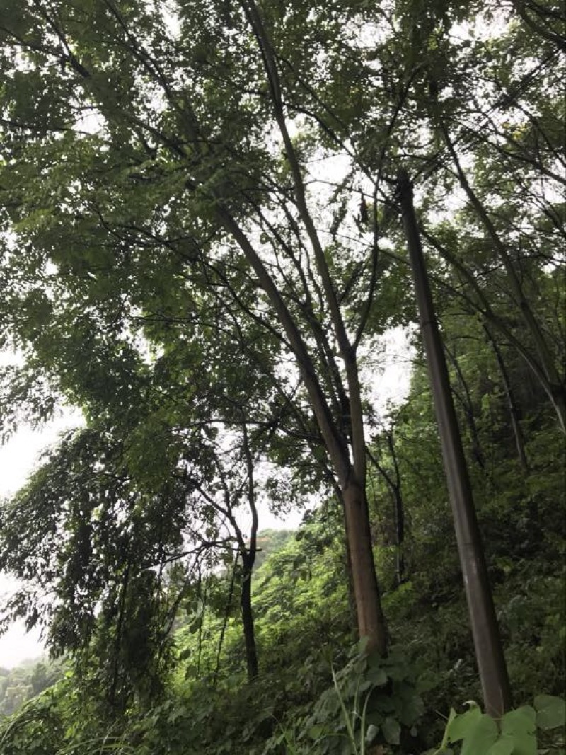栾树10~12cm6~8cm3.5~4米