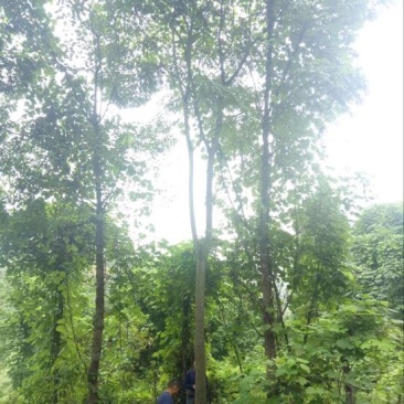 栾树10~12cm6~8cm3.5~4米