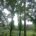 栾树10~12cm6~8cm3.5~4米