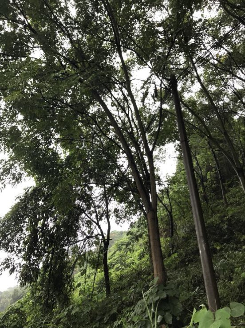 栾树10~12cm6~8cm3.5~4米