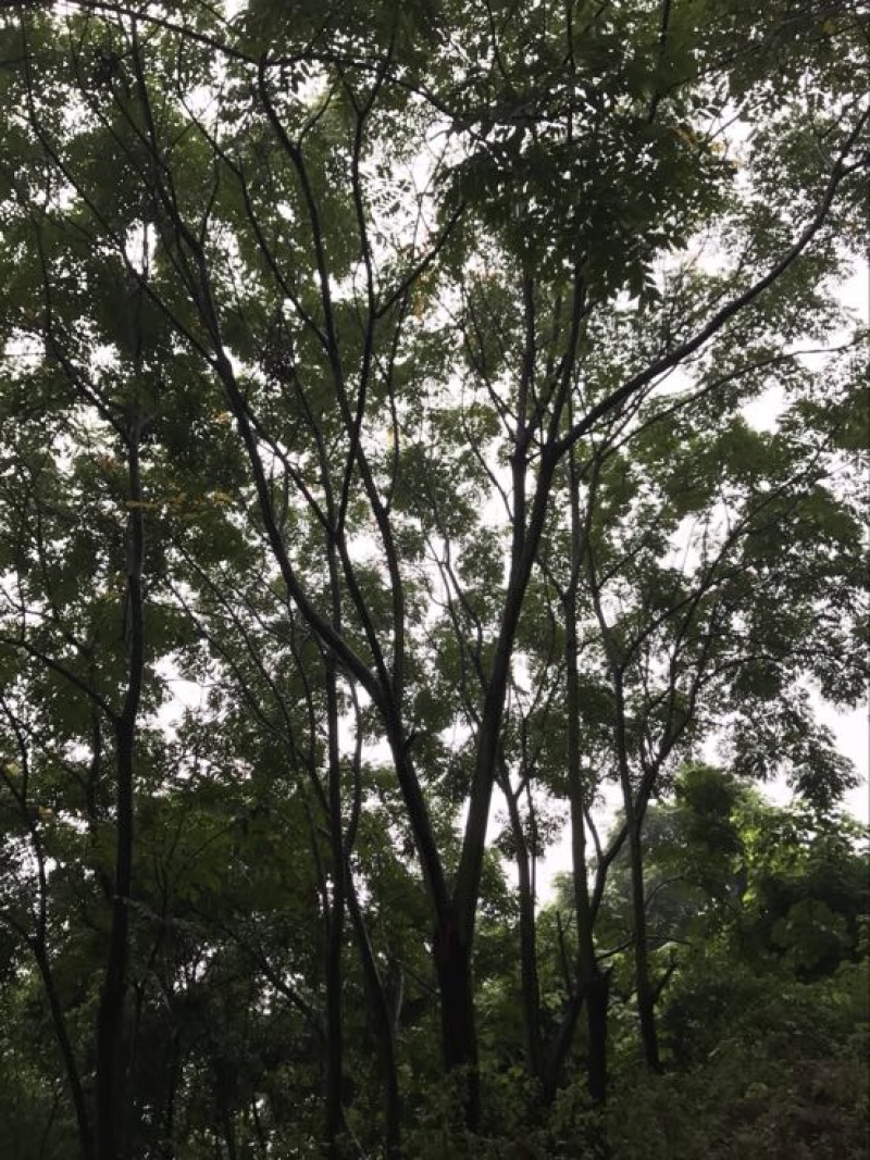 栾树10~12cm6~8cm3.5~4米