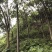 栾树10~12cm6~8cm3.5~4米