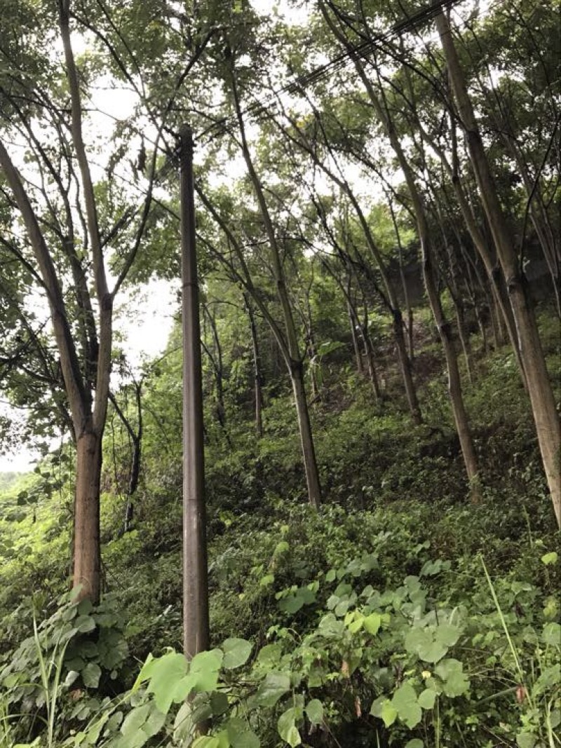 栾树10~12cm6~8cm3.5~4米
