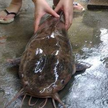 胡子鲶食用