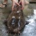 胡子鲶食用