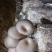 平菇、秀珍菇、香菇、金针菇、黄金菇菌种；出菇棒
