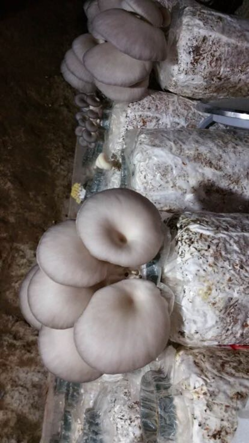 平菇、秀珍菇、香菇、金针菇、黄金菇菌种；出菇棒