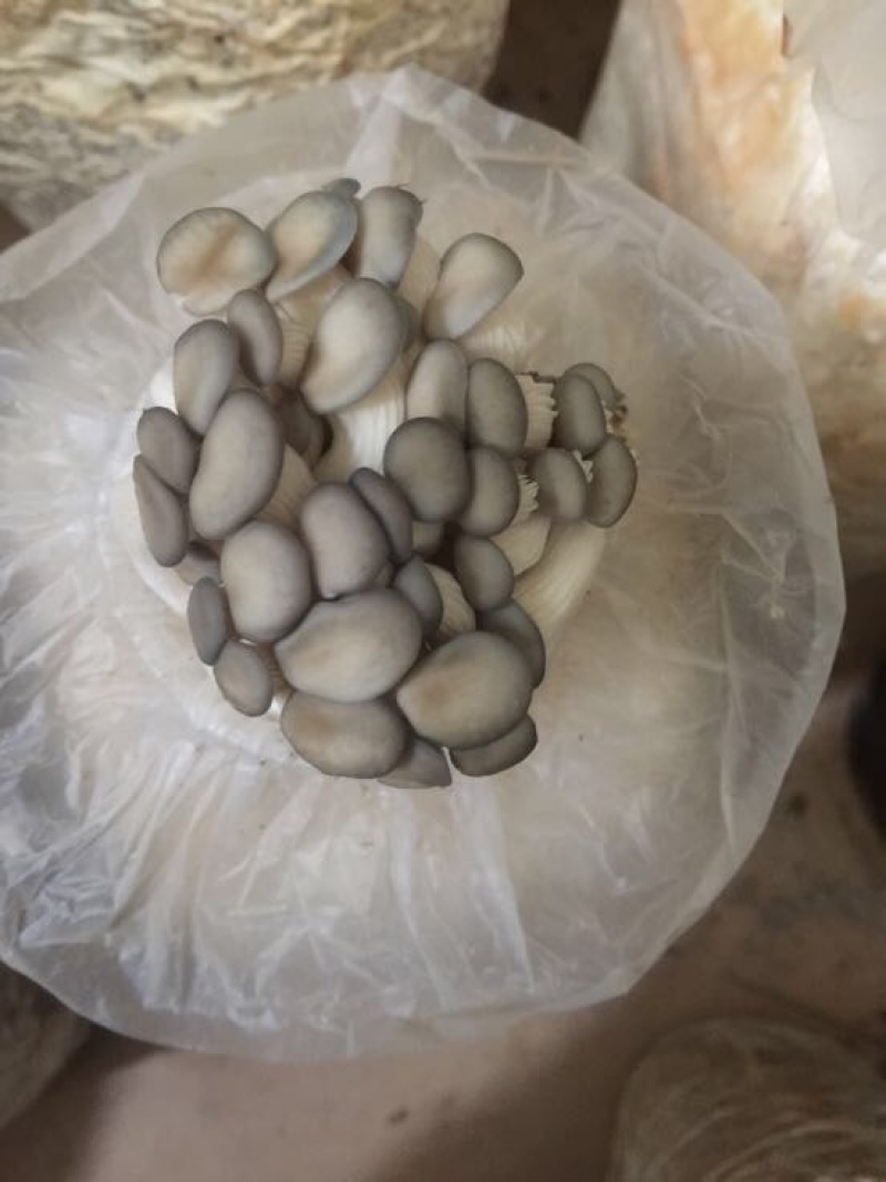 平菇、秀珍菇、香菇、金针菇、黄金菇菌种；出菇棒