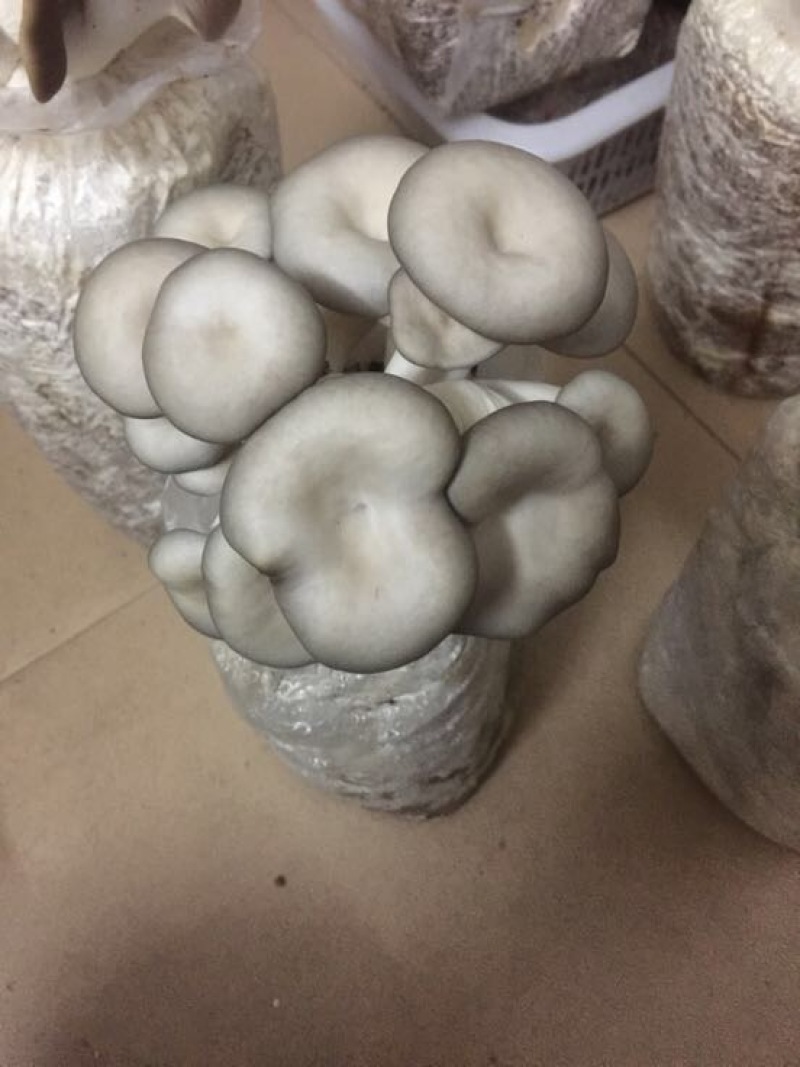 平菇、秀珍菇、香菇、金针菇、黄金菇菌种；出菇棒