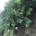 西瓜番石榴苗西瓜芭乐红心芭乐杯苗30-50CM