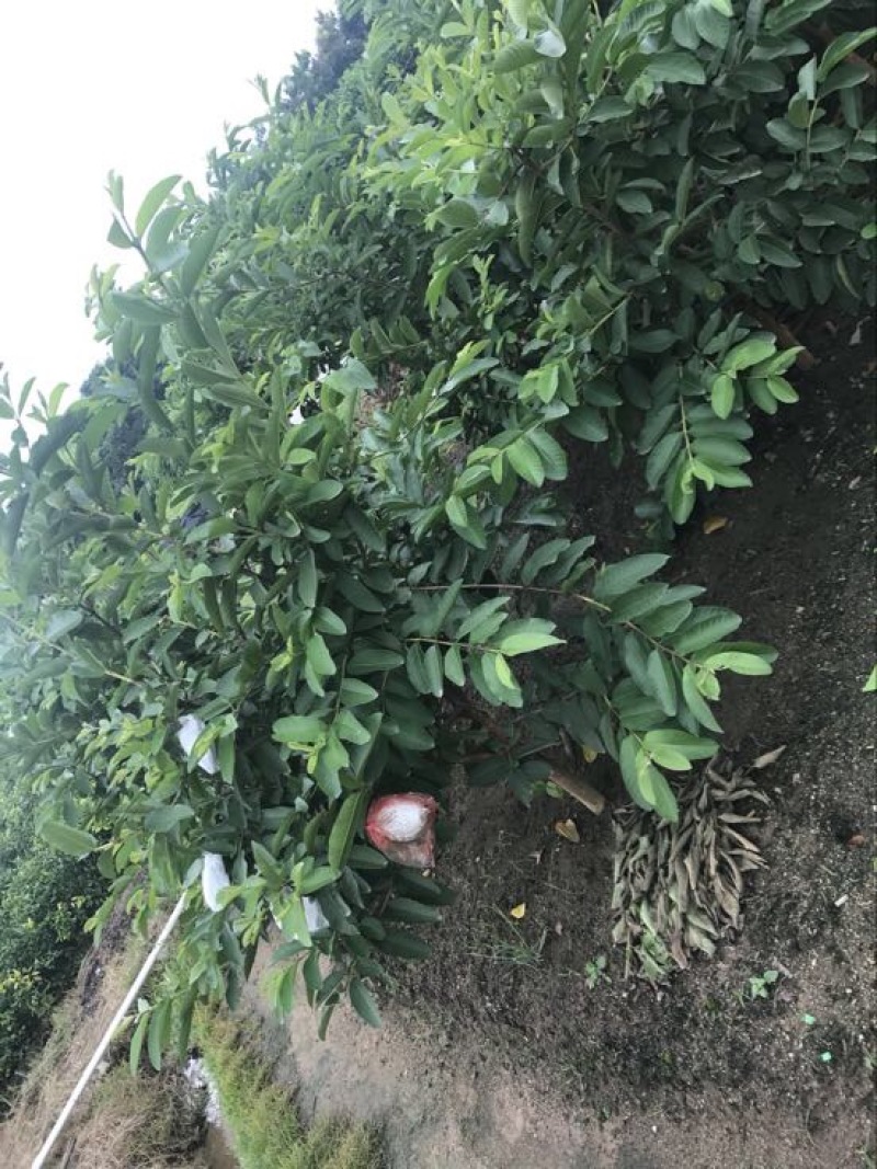 西瓜番石榴苗西瓜芭乐红心芭乐杯苗30-50CM