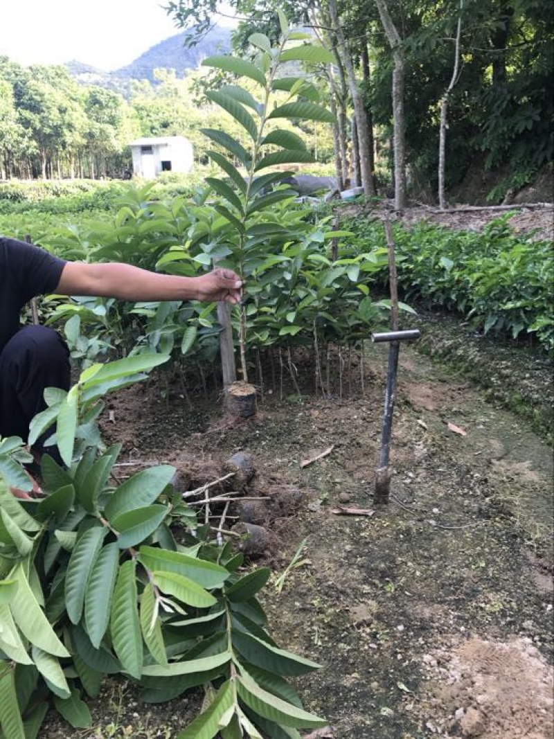 西瓜番石榴苗西瓜芭乐红心芭乐杯苗30-50CM