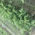 西瓜番石榴苗西瓜芭乐红心芭乐杯苗30-50CM