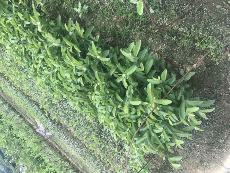 西瓜番石榴苗西瓜芭乐红心芭乐杯苗30-50CM