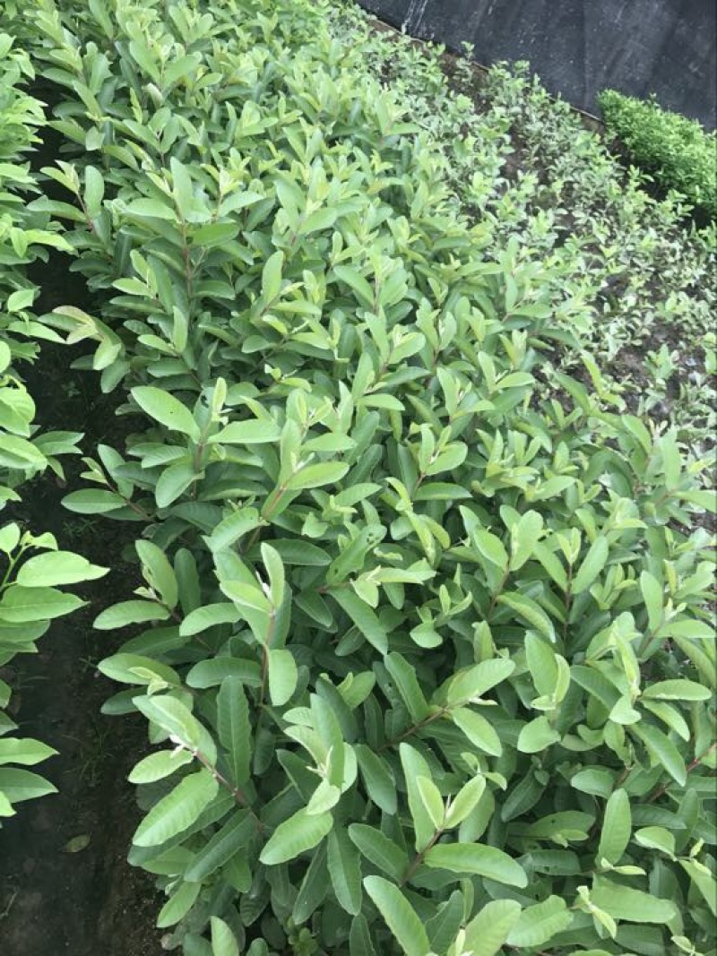 西瓜番石榴苗西瓜芭乐红心芭乐杯苗30-50CM