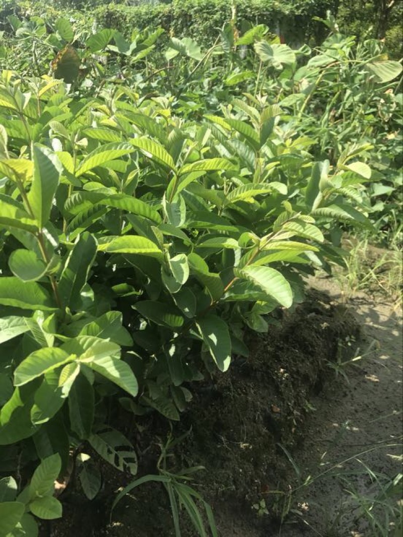 西瓜番石榴苗西瓜芭乐红心芭乐杯苗30-50CM