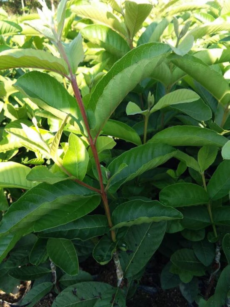 西瓜番石榴苗西瓜芭乐红心芭乐杯苗30-50CM