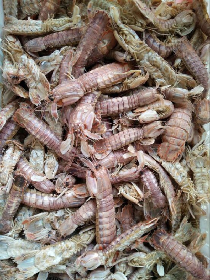 皮皮虾琵琶虾食用冻虾熟冻皮皮虾一手货一件代发