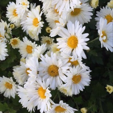 药用菊花袋装