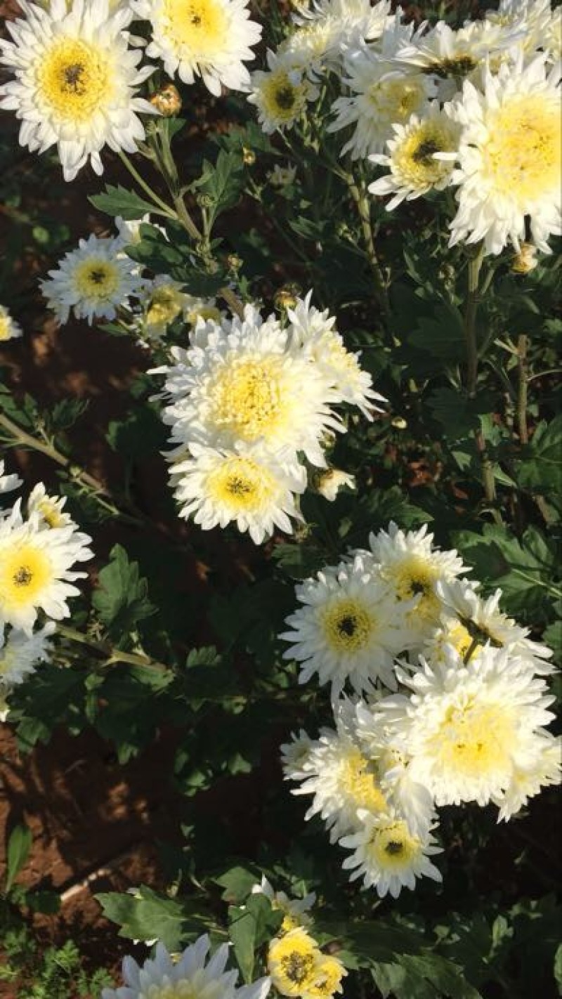 药用菊花袋装