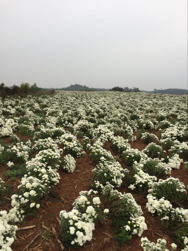 药用菊花袋装