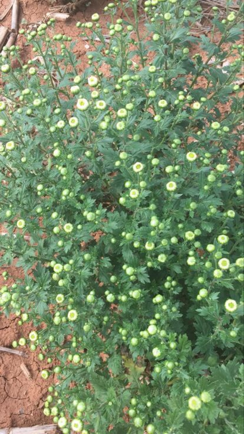 药用菊花袋装