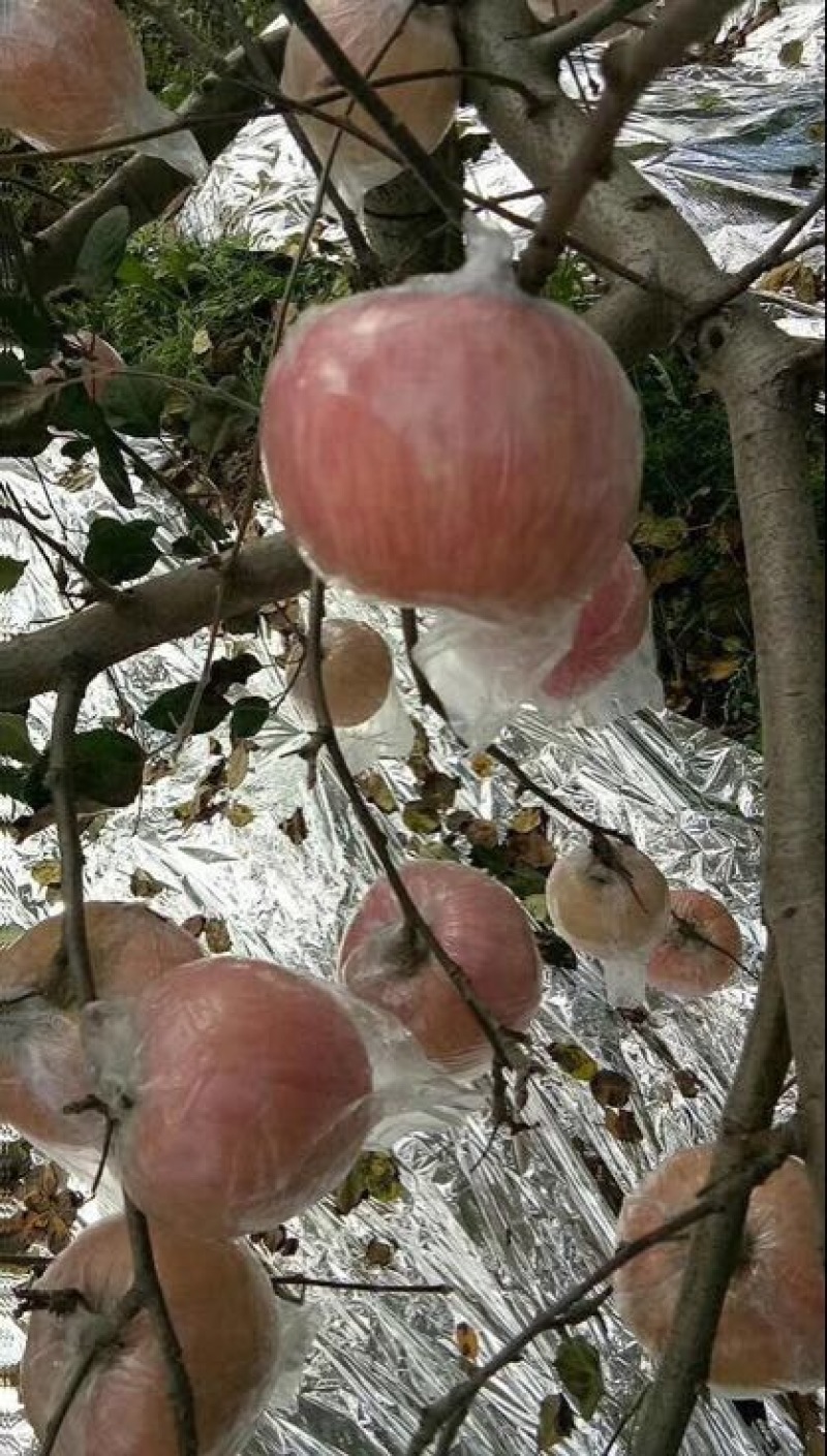 红富士苹果75mm以上纸+膜袋，产地一手货源，量大优