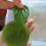 豆腐树苗80~100cm