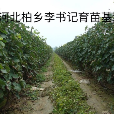 葡萄树1.1~1.5m