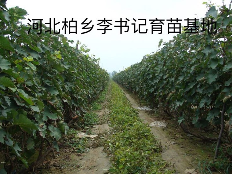 葡萄树1.1~1.5m