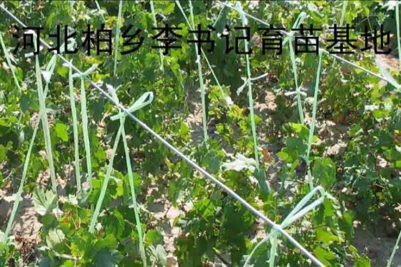 葡萄树1.1~1.5m