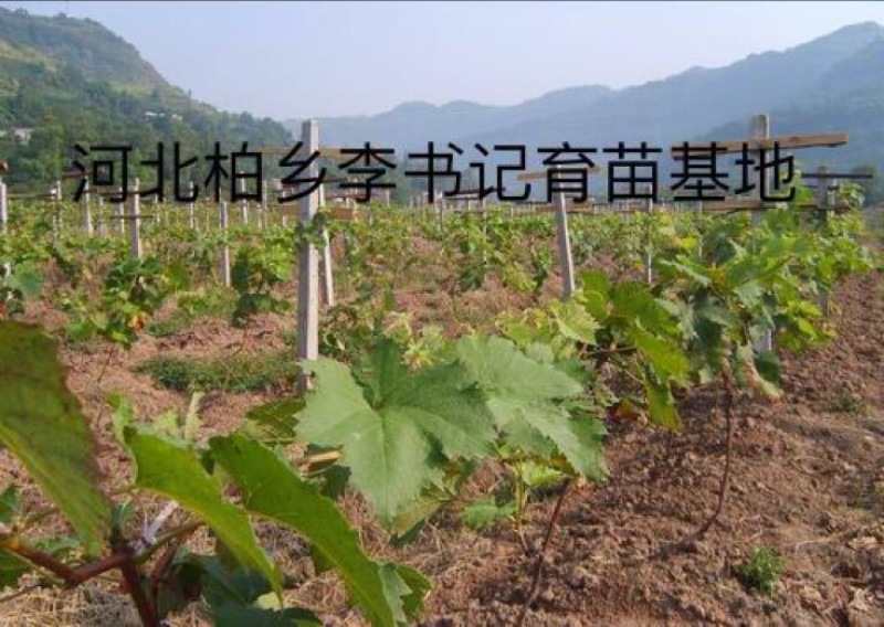 葡萄树1.1~1.5m