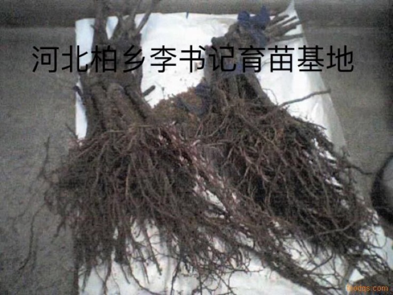 葡萄树1.1~1.5m